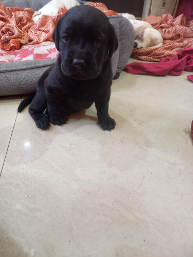 Puppy For Sale